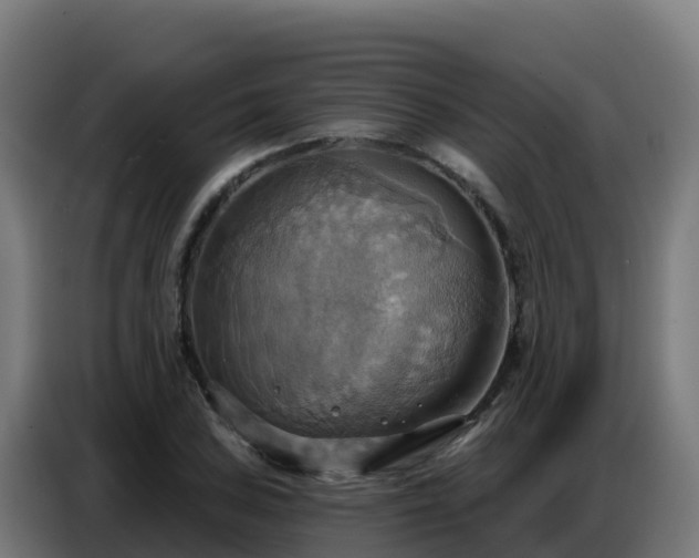X0000086751027200704201721