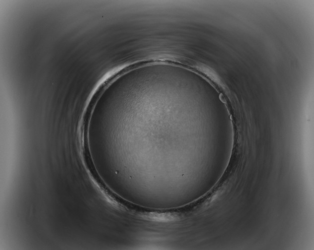 X0000086751032200704201721