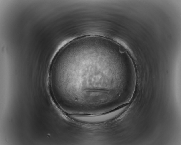 X0000086751040200704201721