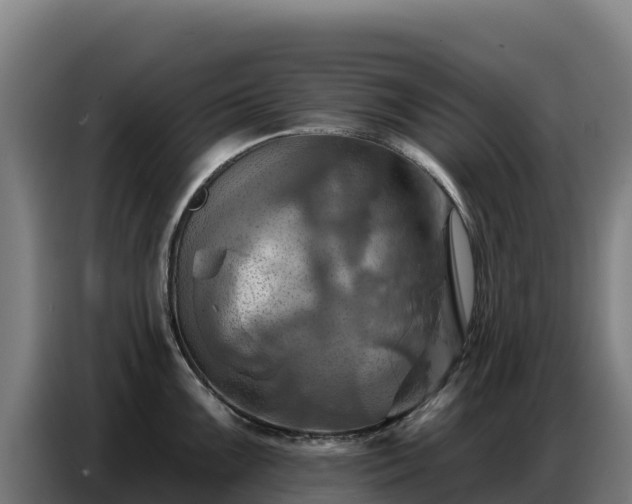 X0000086751099200704201720