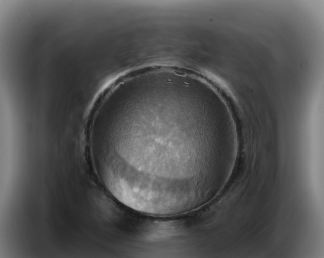 X0000086751264200704201718