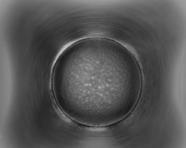 X0000086751296200704201718
