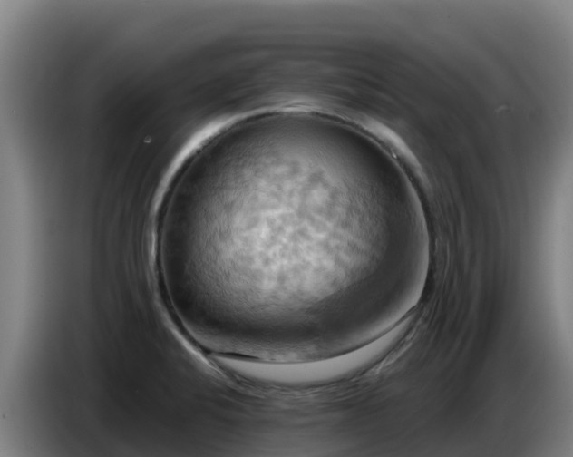 X0000086751424200704201716