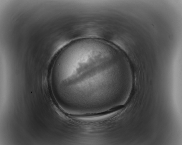 X0000086751452200704201716