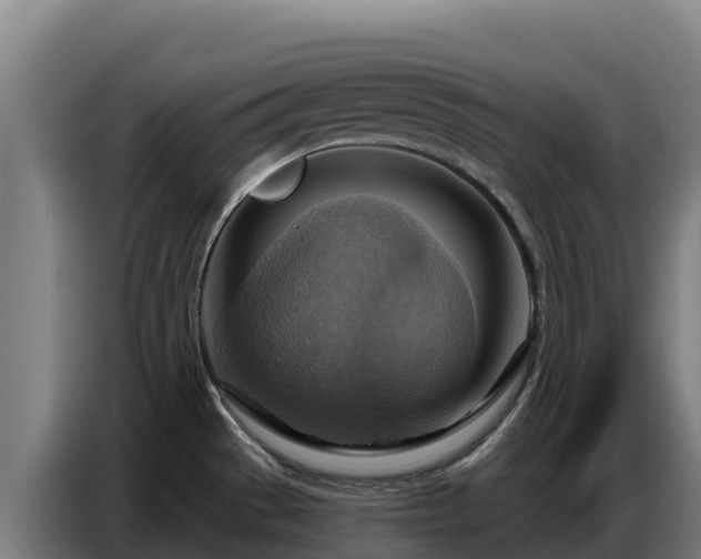 X0000086751529200704201715
