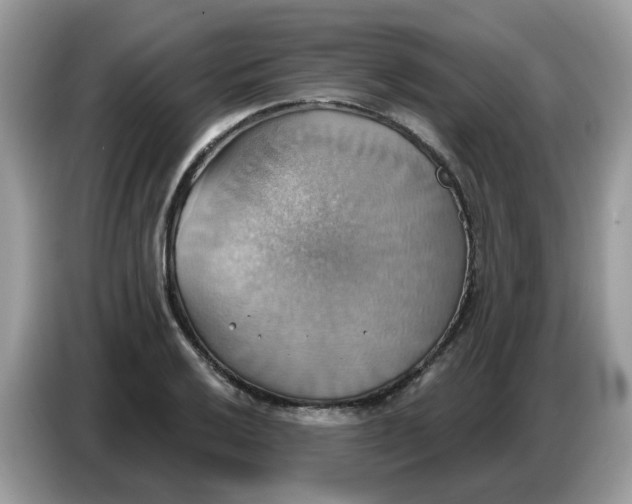 X0000086751032200704271706