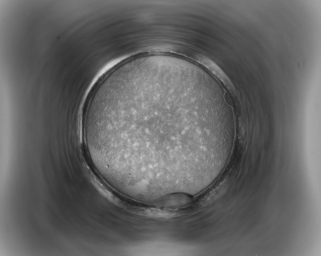 X0000086751036200704271706