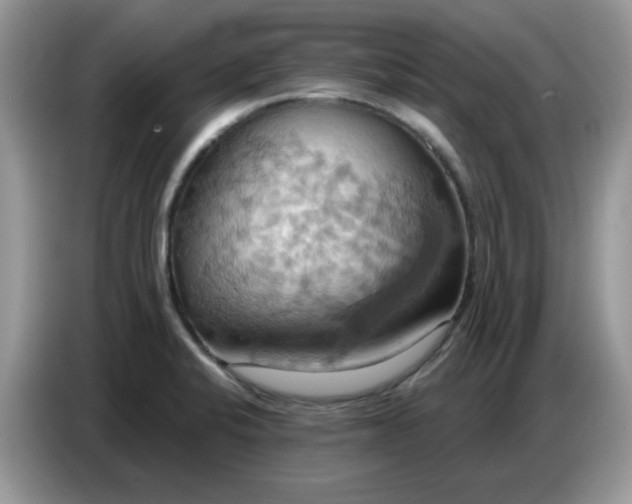 X0000086751424200704271701