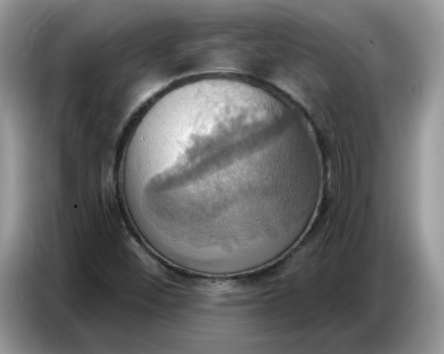 X0000086751452200704271701