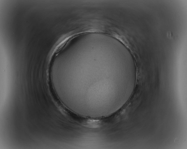 X0000086750055200705041435