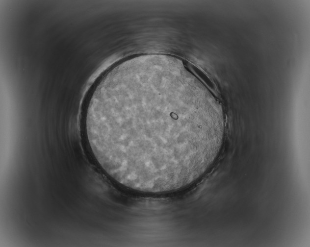 X0000086750292200705041433