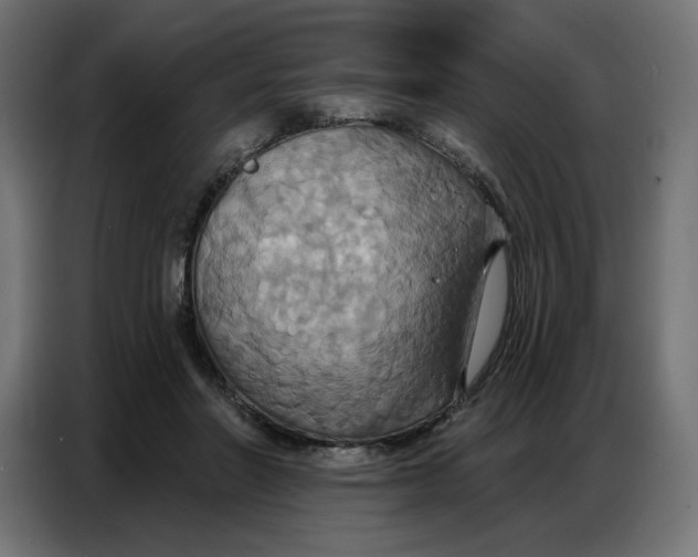 X0000086750406200705041431