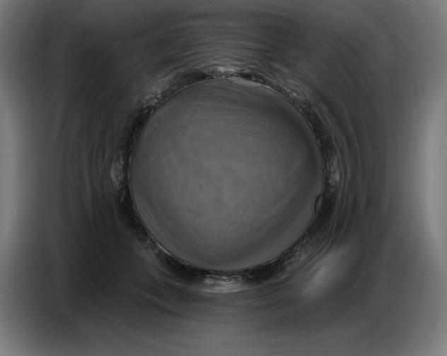 X0000086750559200705041429