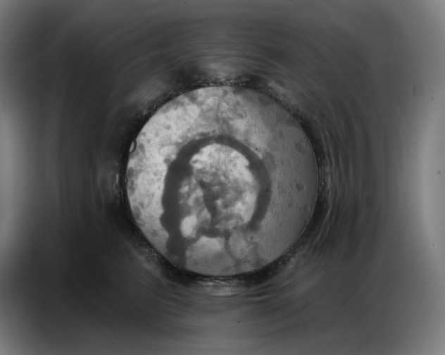 X0000086750615200705041429