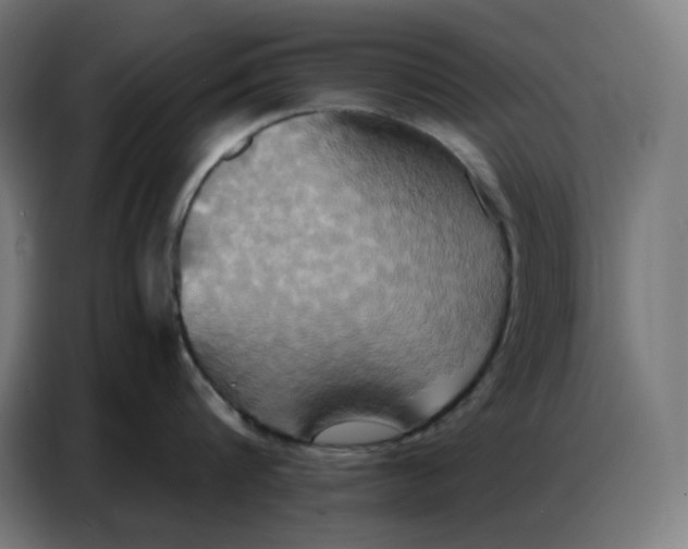 X0000086750816200705041426