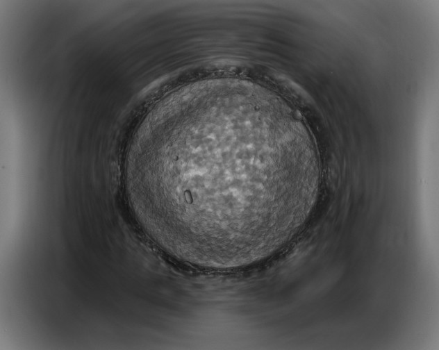 X0000086750821200705041425