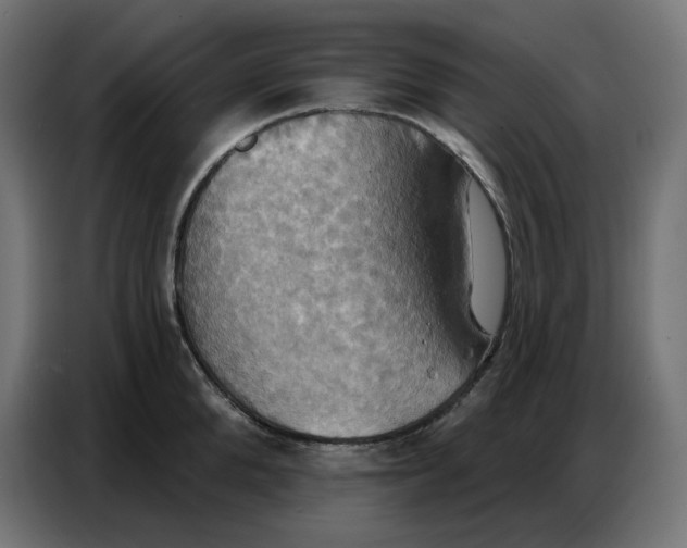 X0000086750904200705041425