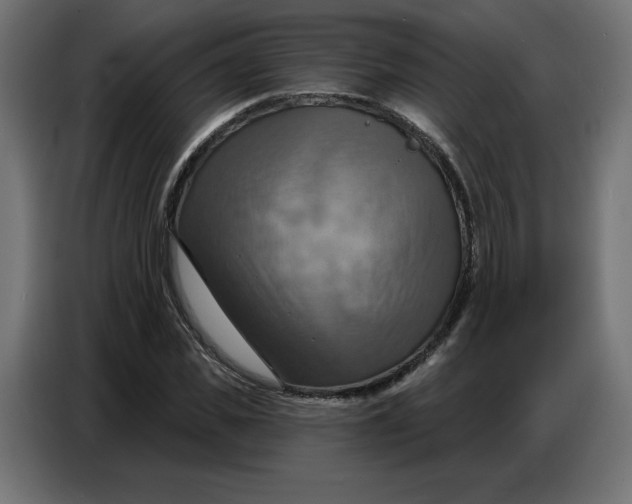 X0000086750925200705041424