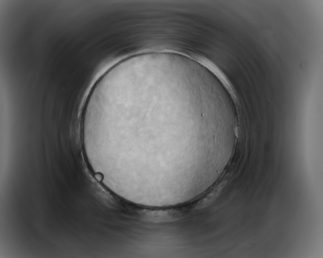 X0000086751004200705041424