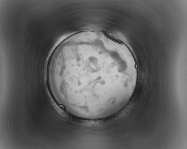 X0000086751195200705041421