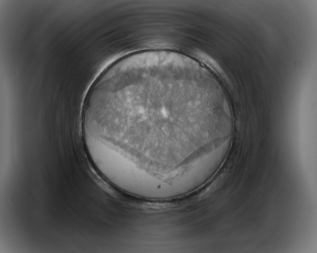 X0000086751236200705041421