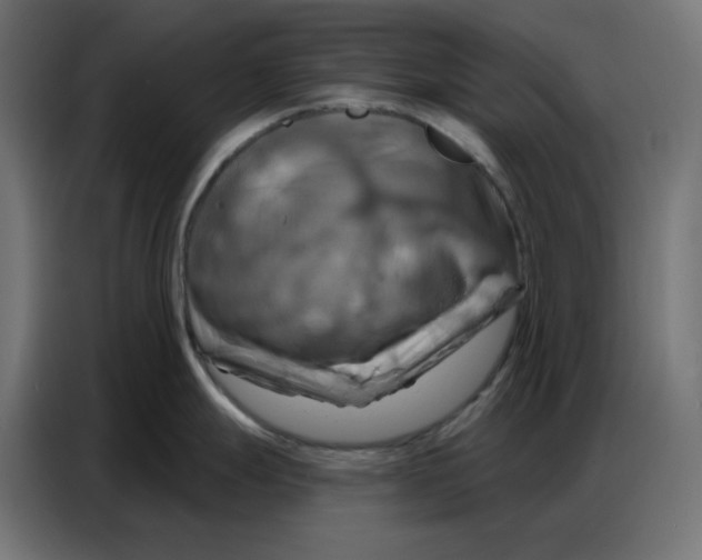 X0000086751247200705041421