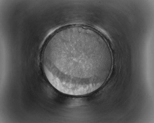 X0000086751264200705041420