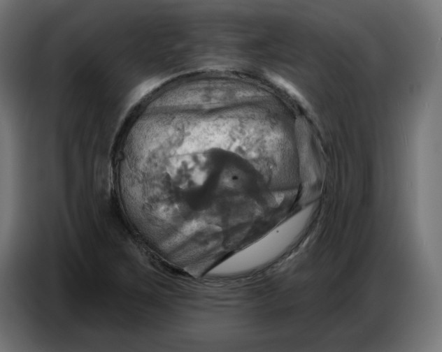 X0000086751267200705041420