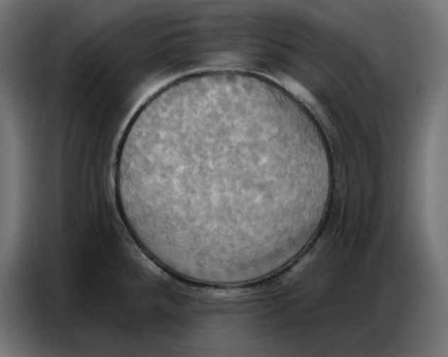 X0000086751288200705041420