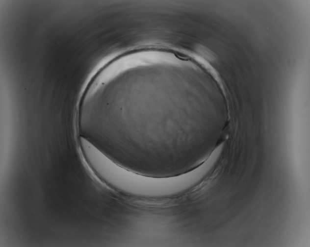 X0000086751295200705041420