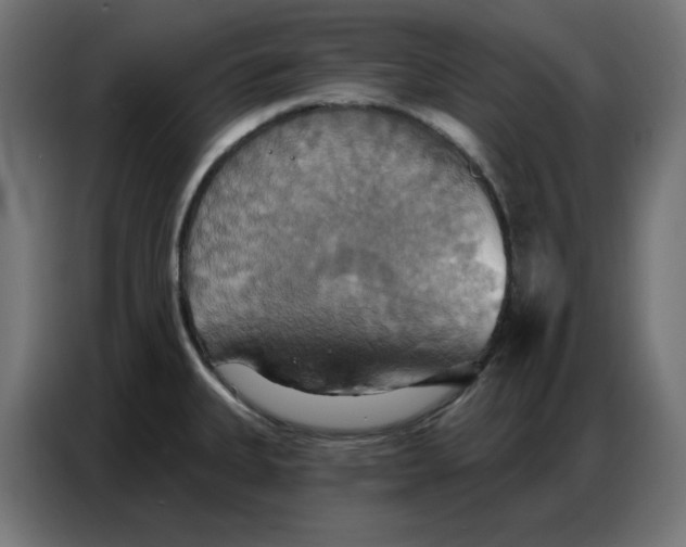 X0000086751335200705041420