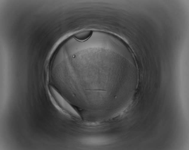 X0000086751515200705041417