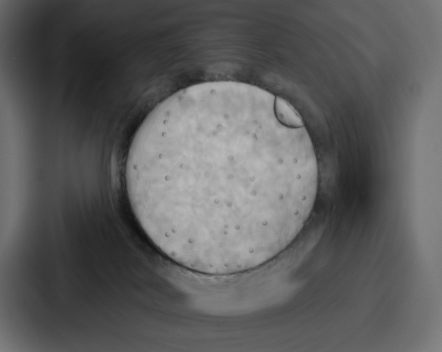 X0000086750038200705111704
