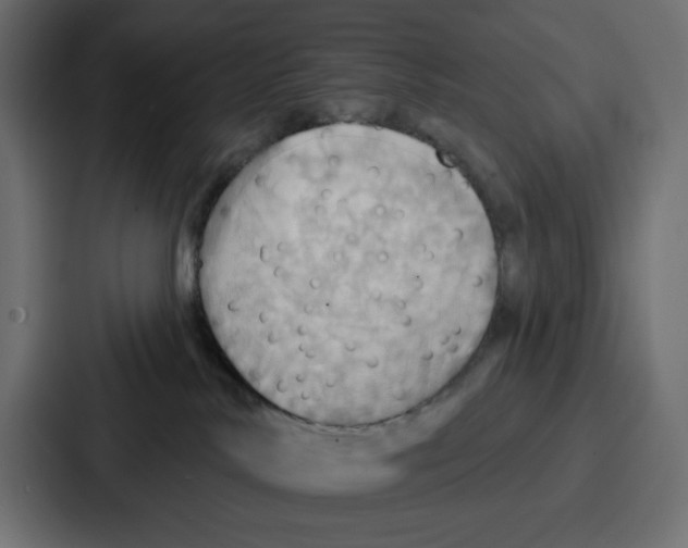 X0000086750042200705111704