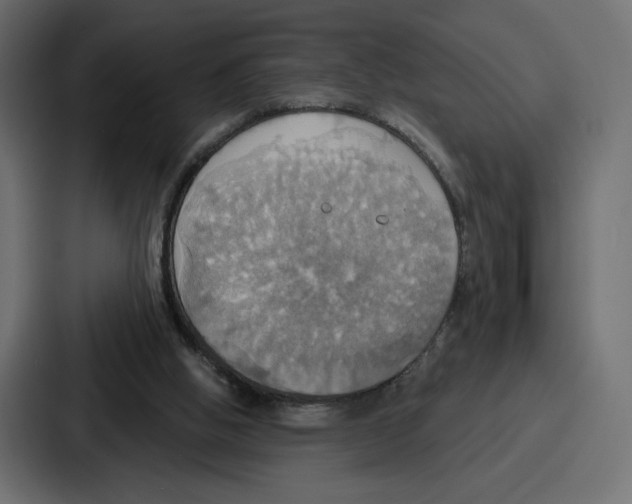 X0000086750058200705111703