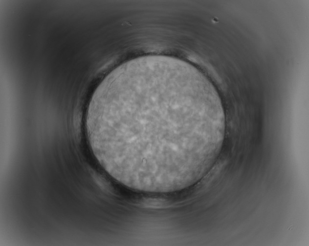 X0000086750066200705111703