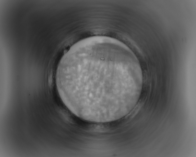 X0000086750074200705111703