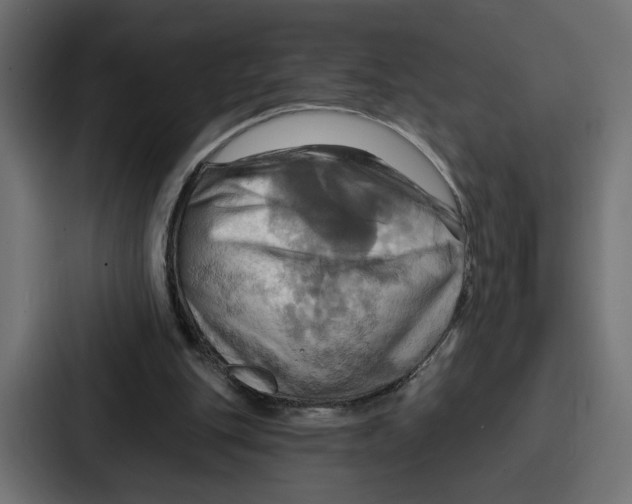 X0000086750151200705111702