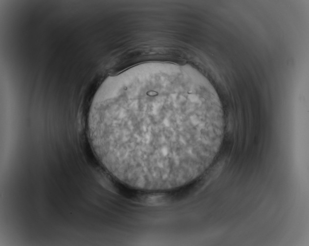 X0000086750173200705111702