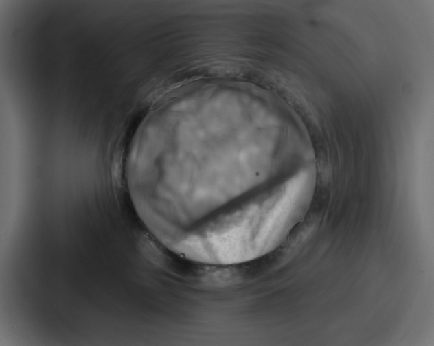 X0000086750185200705111702