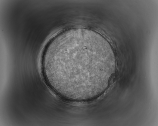 X0000086750245200705111701
