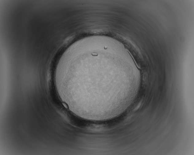 X0000086750260200705111701