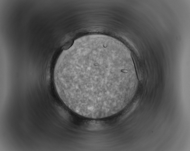 X0000086750261200705111701