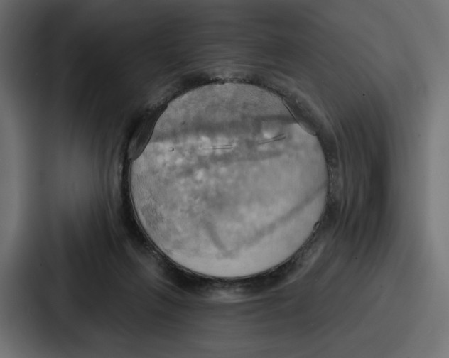 X0000086750263200705111701