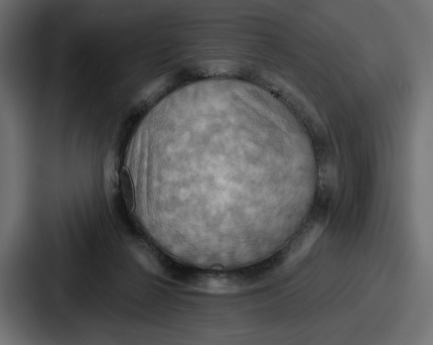 X0000086750264200705111701