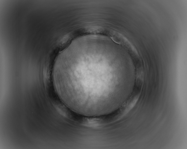 X0000086750268200705111701
