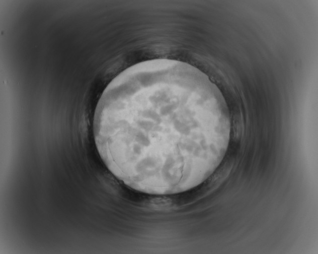 X0000086750279200705111701