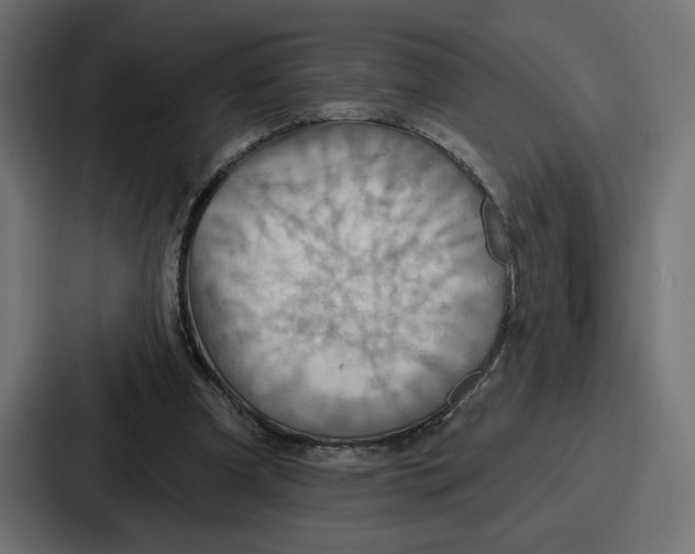 X0000086750297200705111700
