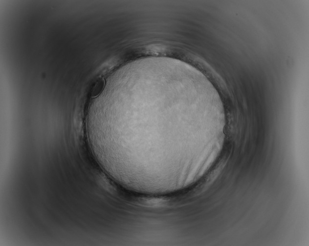 X0000086750313200705111700