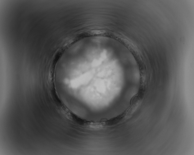 X0000086750373200705111700